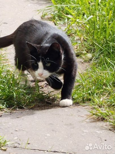 Отдам молодого котика