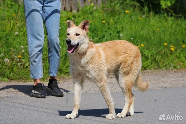 Красотка Синди, стерилизована