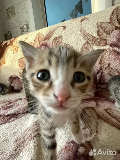 Отдам котят в добрые руки