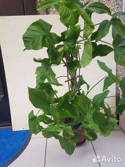 Сингониум 73 см