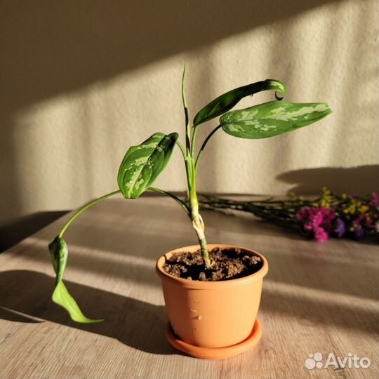 Аглаонема комнатные растения