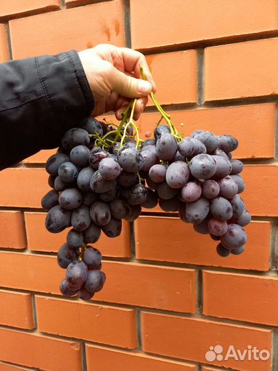 Саженцы винограда