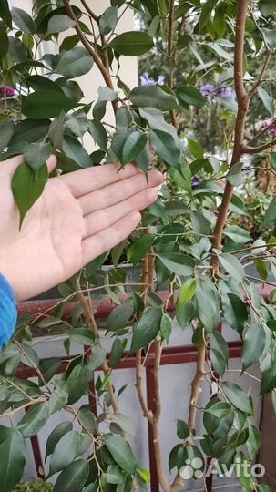 Фикус бенджамина большой