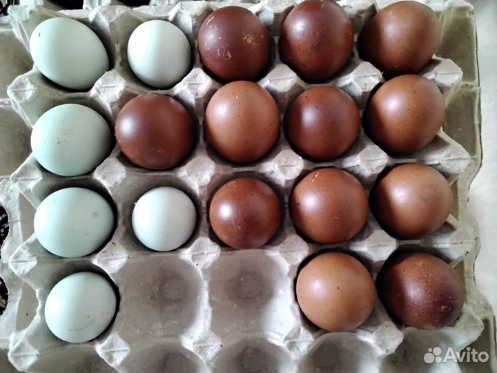 Инкубационное яйцо кур, цыплята