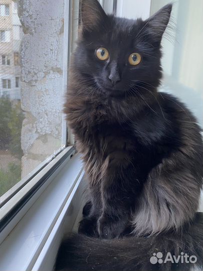 Британские котята