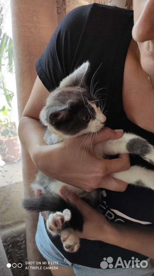 Отдам котика в добрые руки