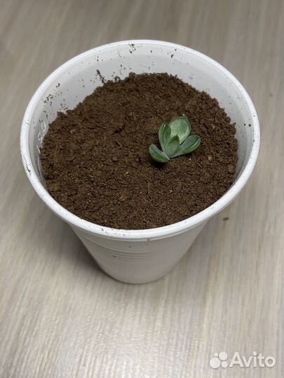 Суккуленты