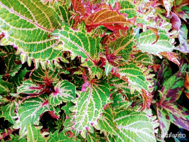 3 часть Колеусы вегетативные сортовые