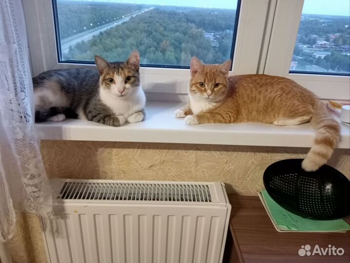 Кошка в добрые руки
