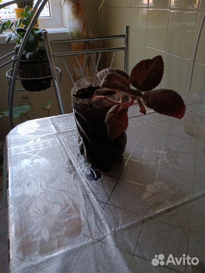 Комнатные цветы