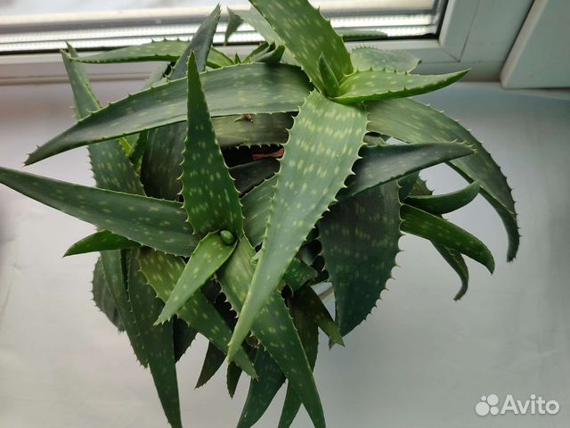 Домашние растения