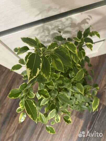 Фикус бенджамина кинки