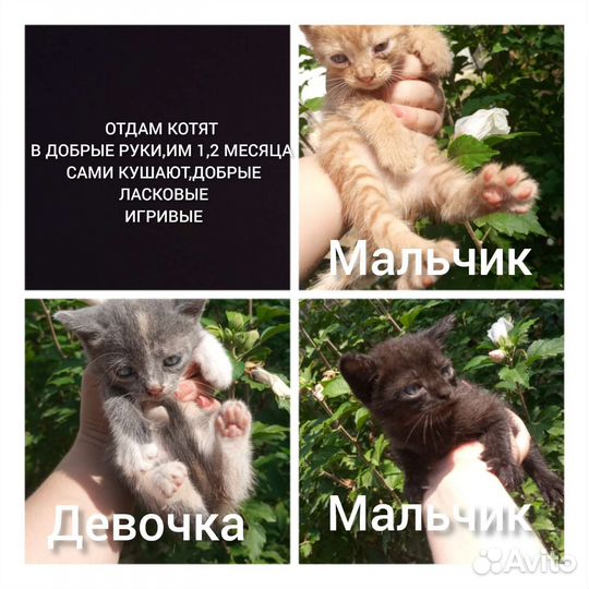 Котята в добрые руки