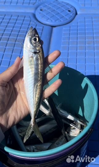 Морская рыбалка