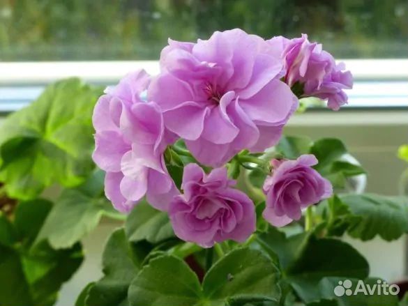 Герань пеларгония плющелистная