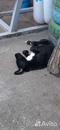 Щенок Зайчик