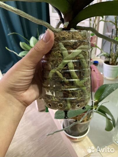 Орхидея фаленопсис Hot Kiss