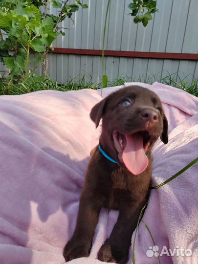 Щенки лабрадора готовы к переезду