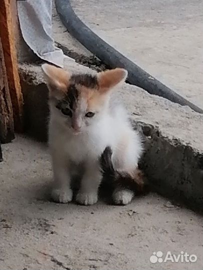 Кошка в дар бесплатно