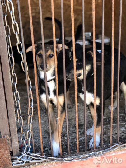 Щенки в добрые руки