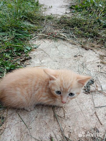 Котята отдам бесплатно