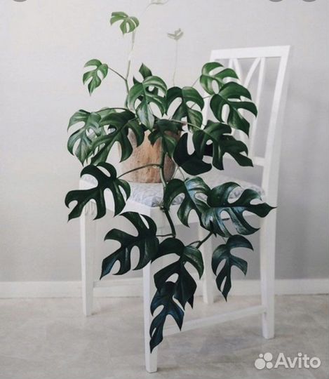 Рафидофора тетрасперма