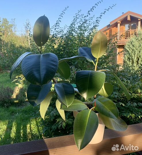 Плектрантус