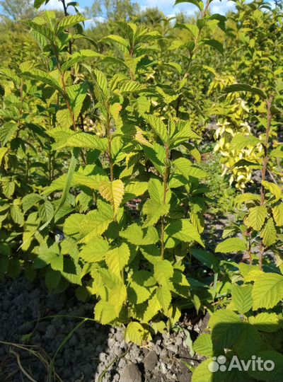 Войлочная вишня