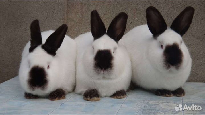 Калифорнийские кролики