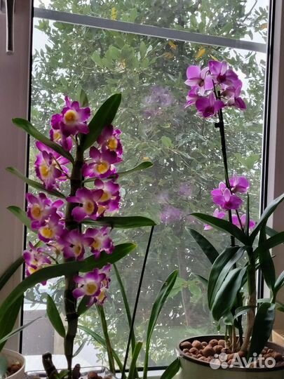 Уличныее растения