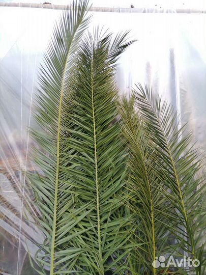 Листья пальмы Финиковая