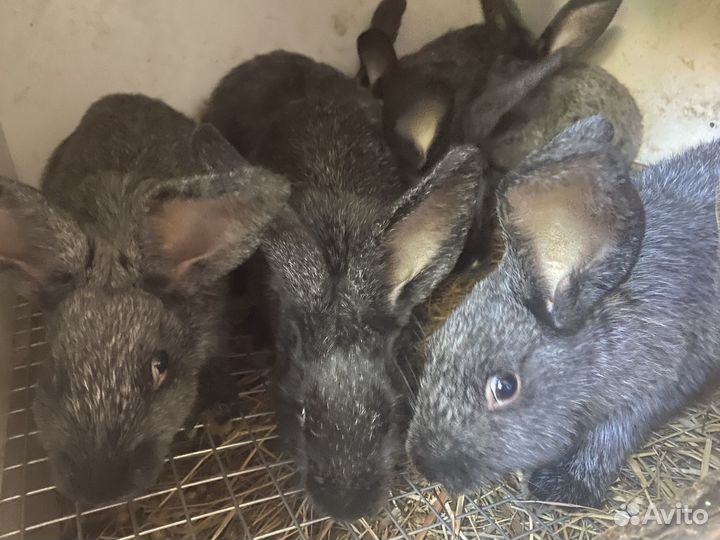 Кролики полтавское серебро