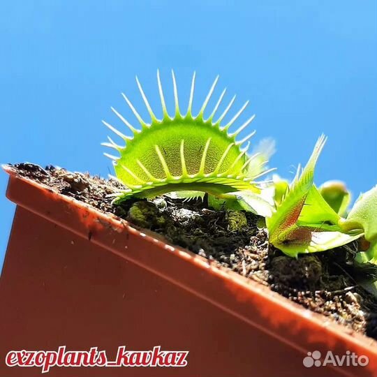 Венерина мухоловка