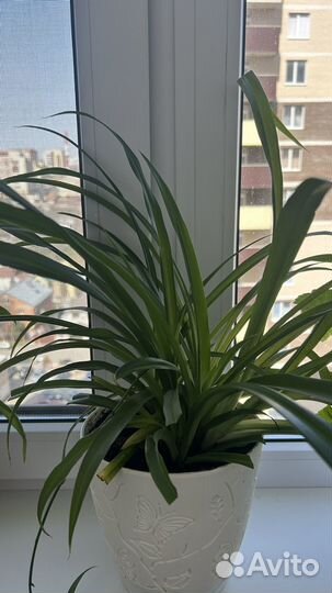 Пеларгония герань