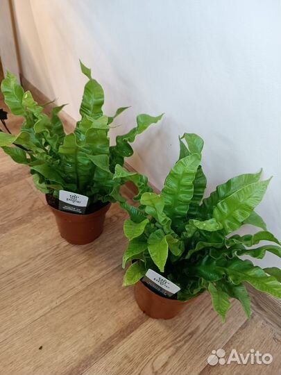 Папоротник Асплениум Криспи Вейв