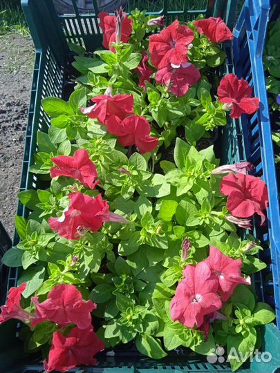 Рассада цветов