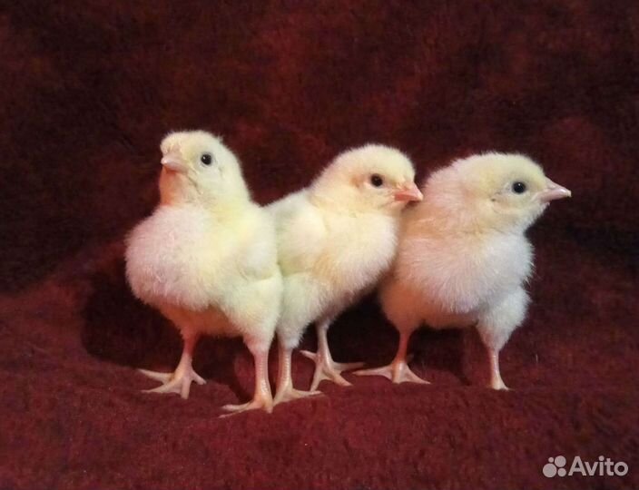 Цыплята бройлера Кобб 500, импорт