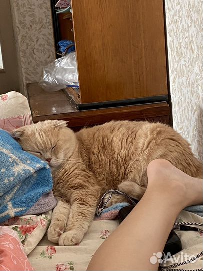 Кошка в дар