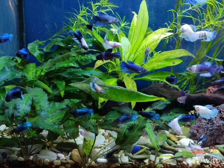 Рыбка петушок