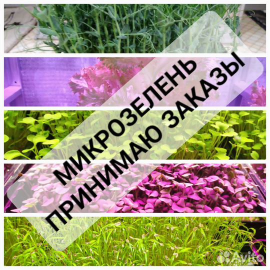 Микрозелень