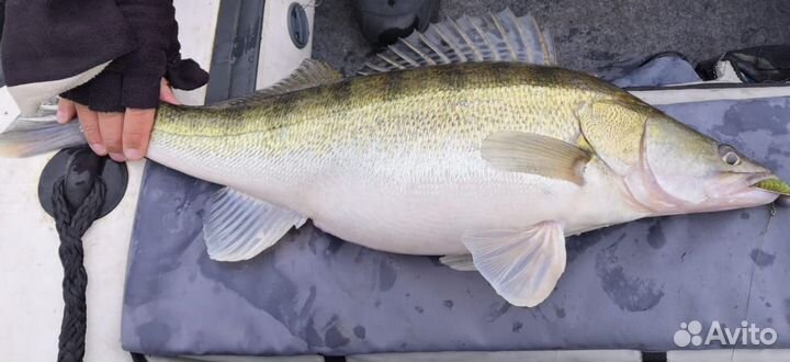 Рыбка донская