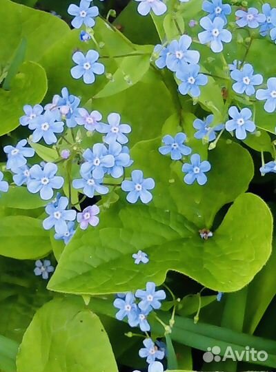 Многолетние цветы