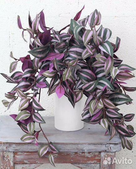 Традесканция зебрина