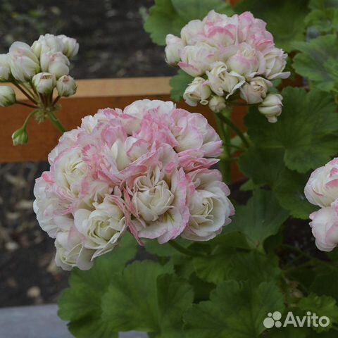 Герань розебудная