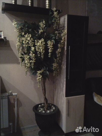 Продам цветы