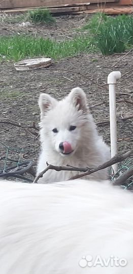 Белая швейцарская овчарка щенки