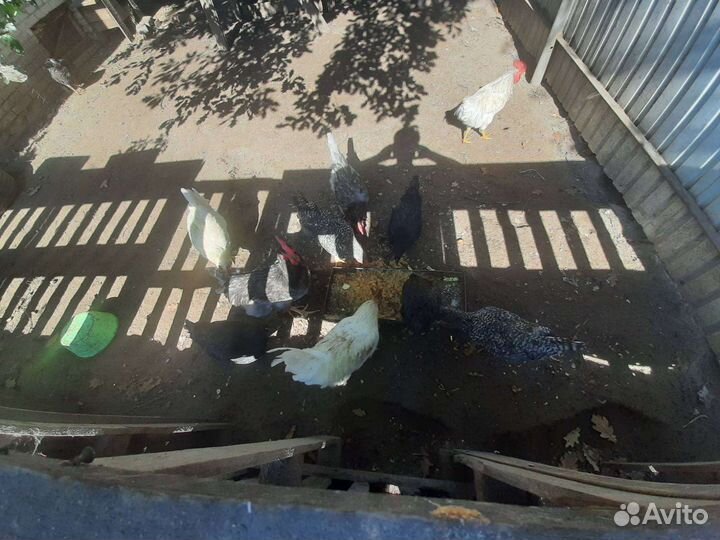 Куры молодки и петух