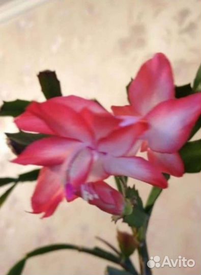 Декабрист разные сорта