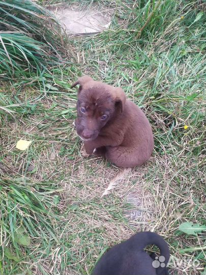 Щенки немецкой овчарки бесплатно