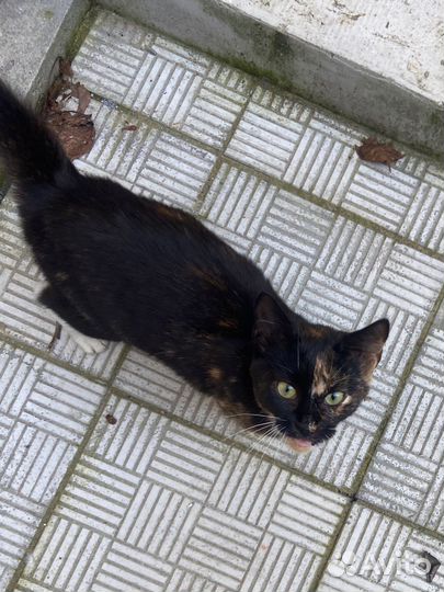 Котики подростки ищут дом